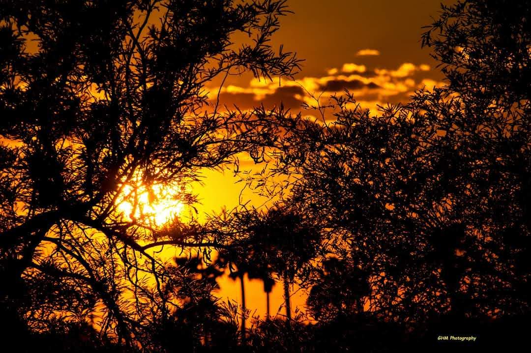 Sunset glowing through dark, intricately silhouetted branches