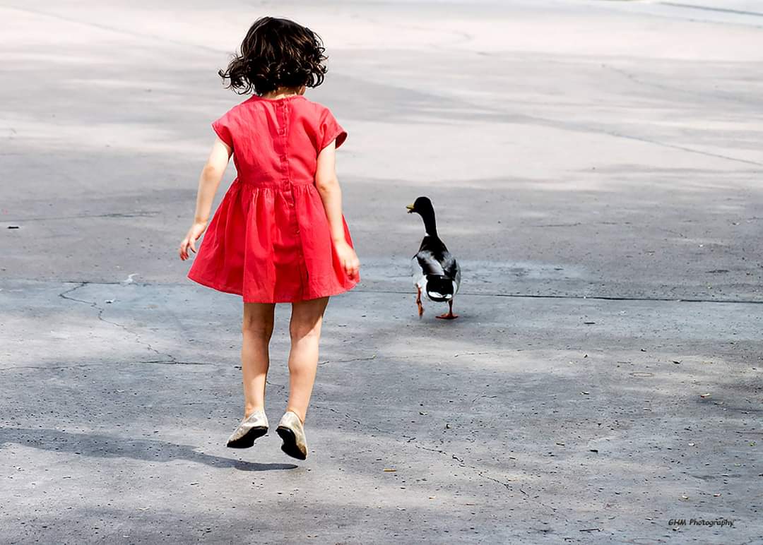 A child in a red dress walking beside a duck