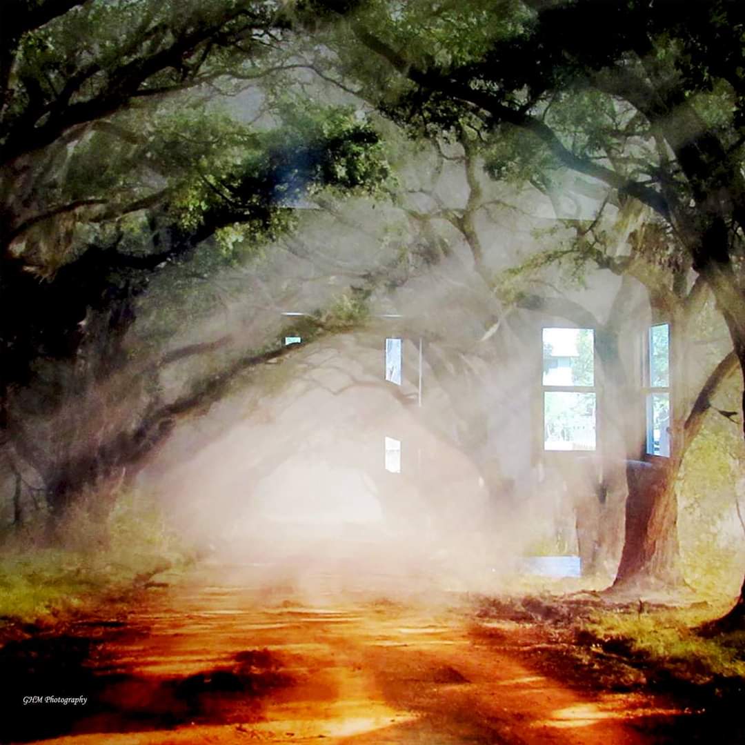 A dreamlike layered image of trees, light, and architectural reflections