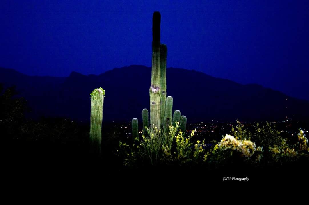 Saguaro cactus illuminated against a deep blue Arizona night