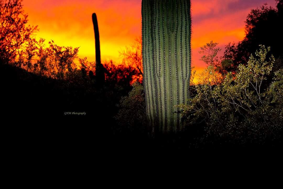 Brilliant Arizona sunset behind silhouetted desert cacti