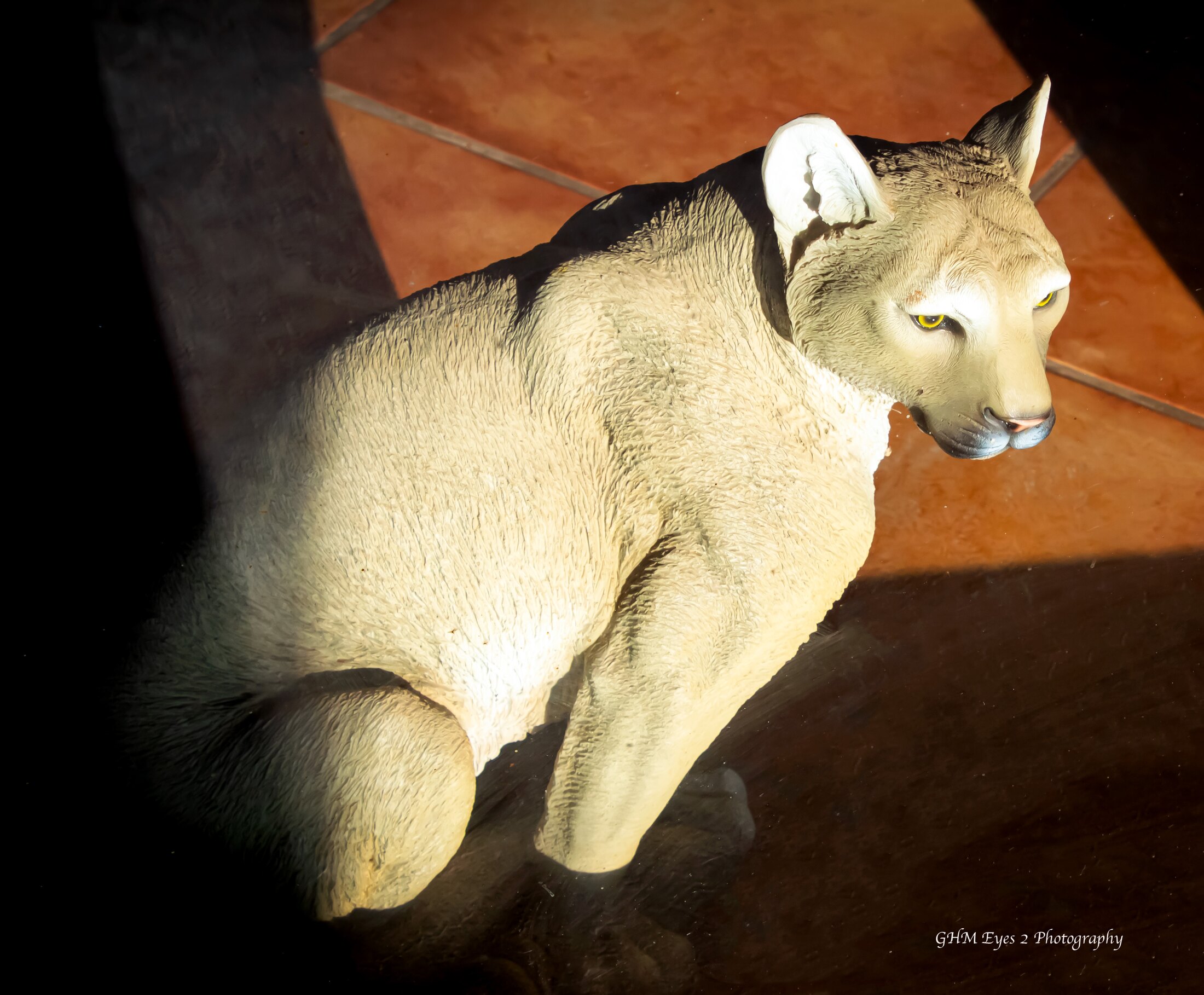 A cat resting in a beam of sunlight