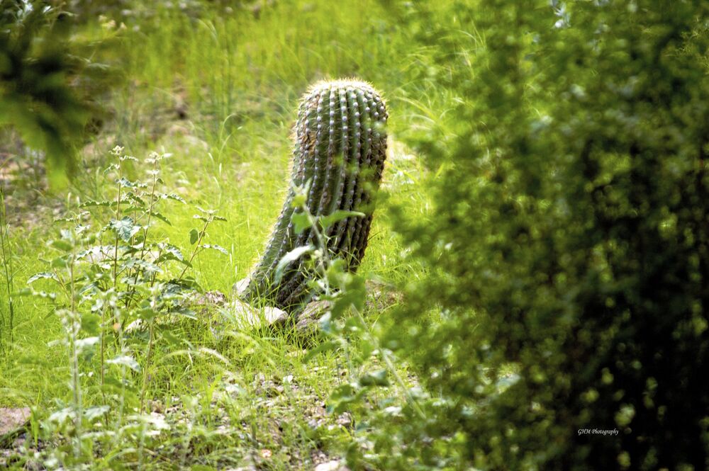 A lone young cactus rising from a field of green