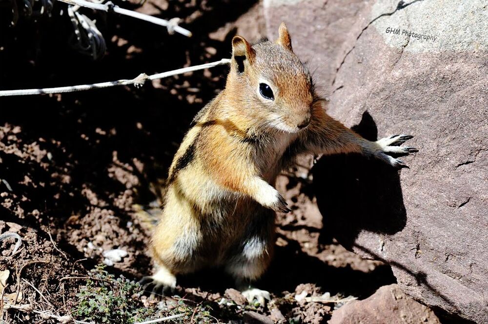 A squirrel pausing beside a sunlit rock