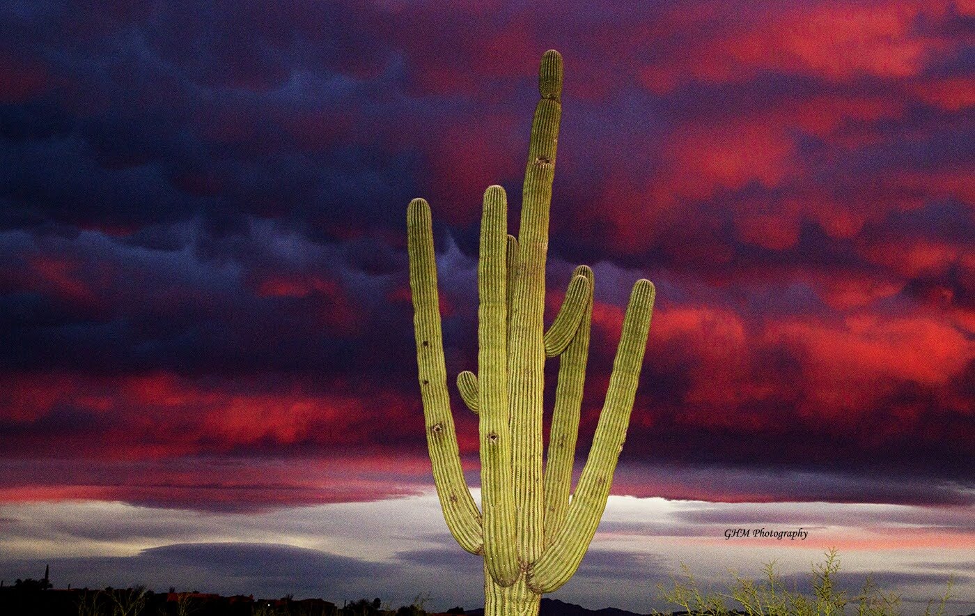 Saguaro cactus beneath dramatic magenta and violet sunset clouds